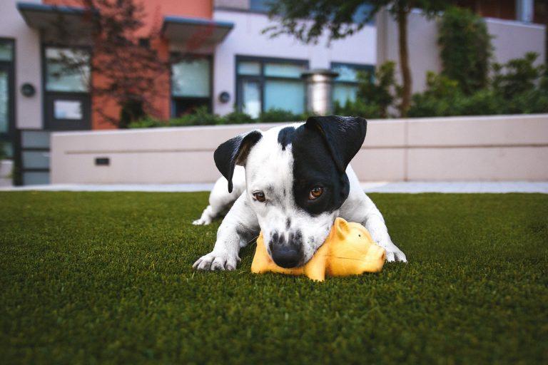 Lucky Dog service animal lifestyle photography